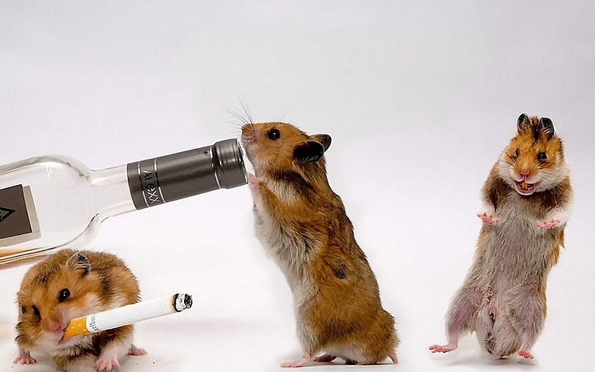 Funny, Animals, Hamsters HD wallpaper