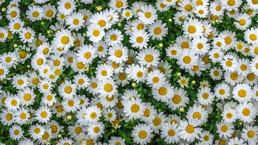 Chamomile Spring Marguerite Daisy Flowers Yellow White Flowers for mobile phones tablet and laptop HD wallpaper