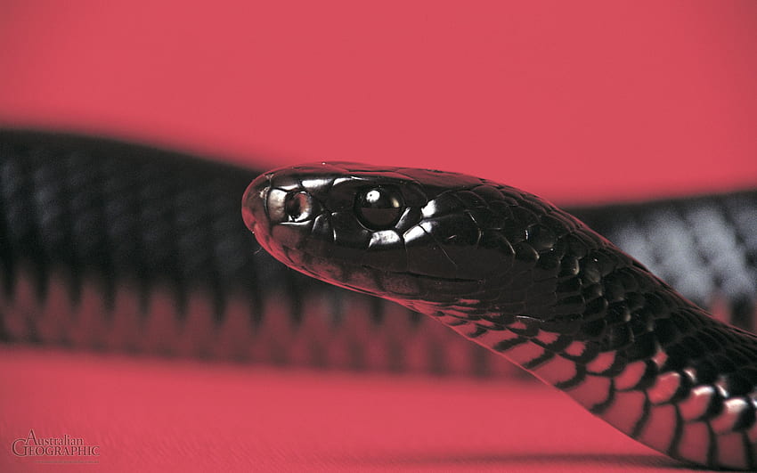 red belly black snake . Background . HD wallpaper
