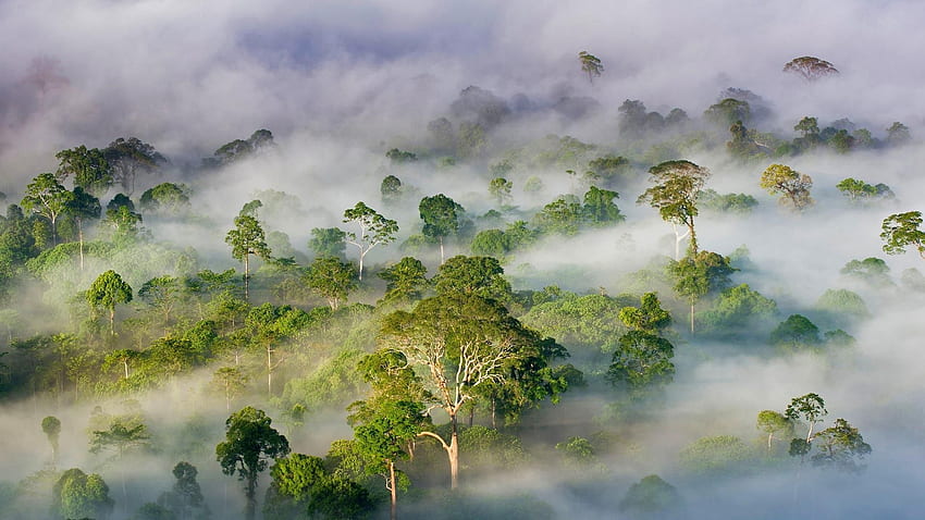 Las deszczowy Borneo. Kalimantan, Hutan hujan, dan Putrajaya Tapeta HD