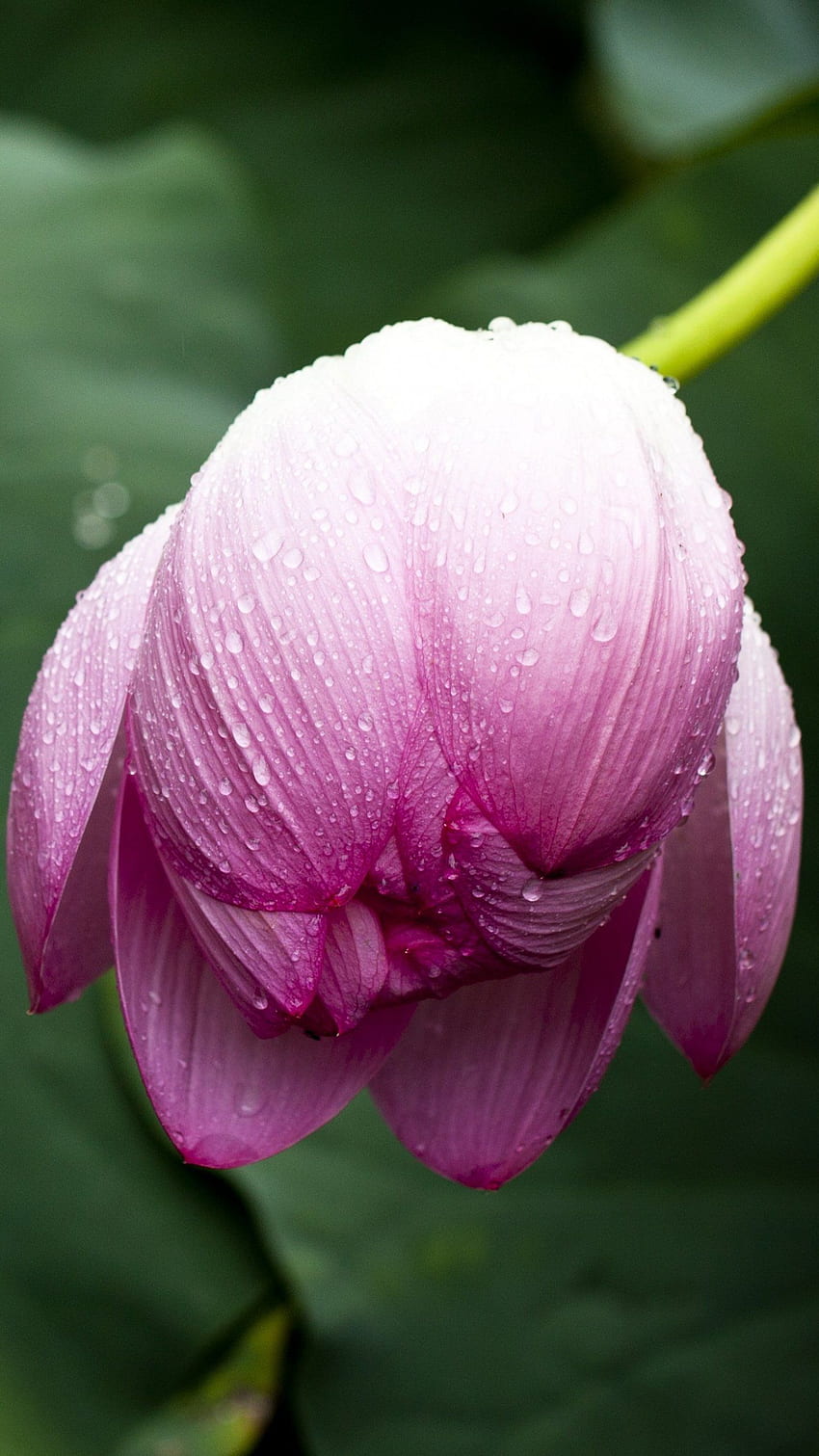 Lotus Leaf in Rain - iPhone, Android &, Zen Lotus Flower Pink HD phone wallpaper