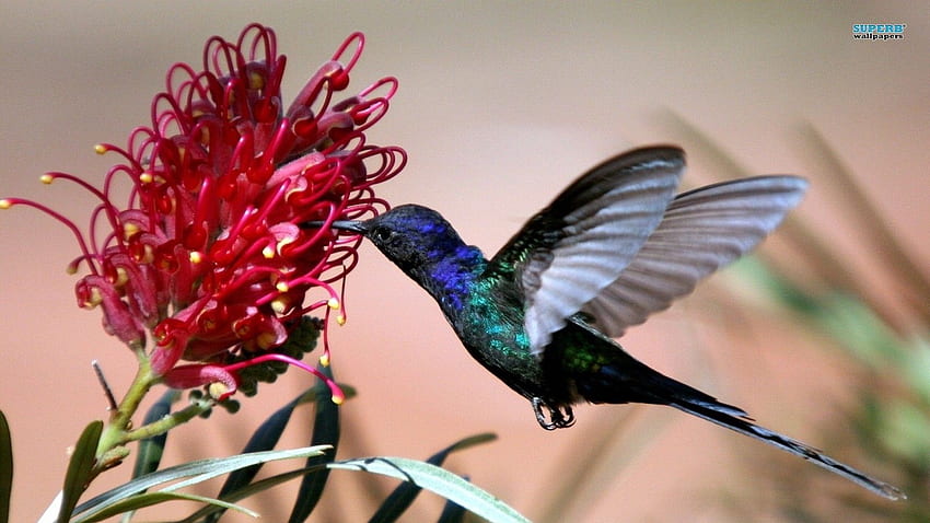 Hummingbird - Cute Birds HD wallpaper