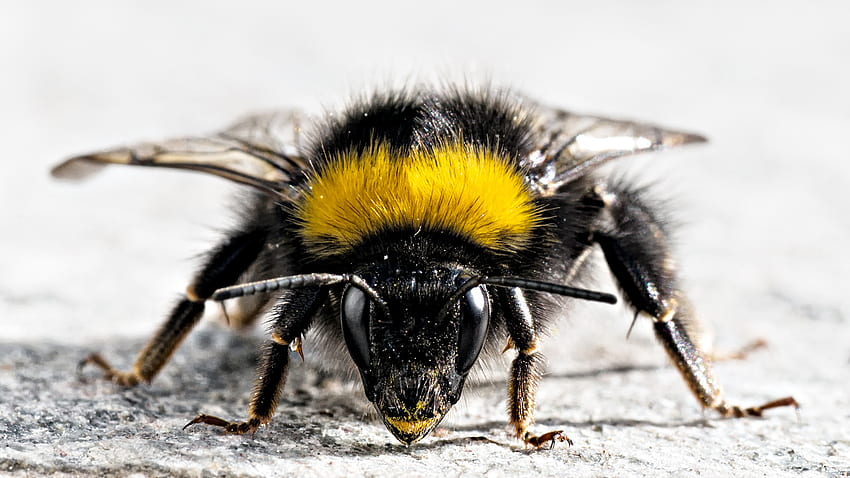 Pracownik, skrzydła, natura, pszczoła, owad Tapeta HD