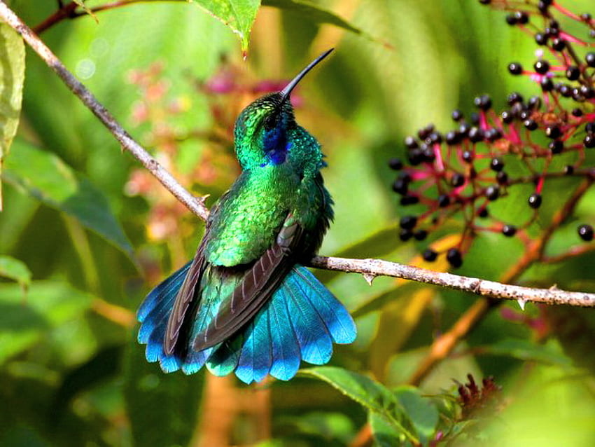 Permata langit, biru, cabang, hitam, burung kolibri, hijau, warna cerah, keindahan, pohon Wallpaper HD