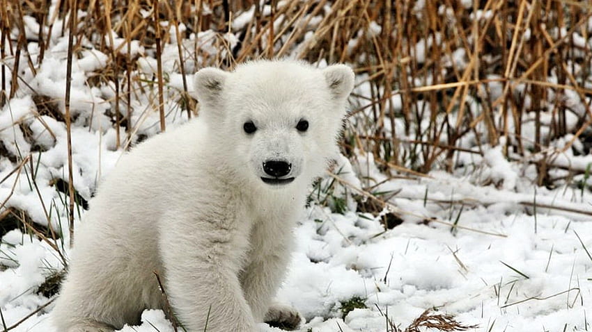 bear, polar bear, cub, playful, snow, lying Full Background, Bear Cubs HD wallpaper
