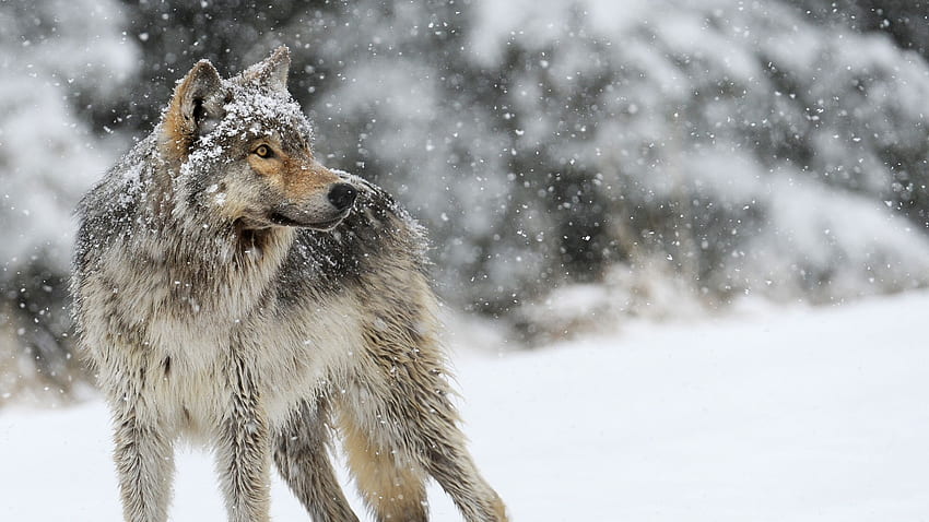 wolf, snow, winter. Wolf , Wolf , Wolf, Geometric Animal Wolf HD wallpaper