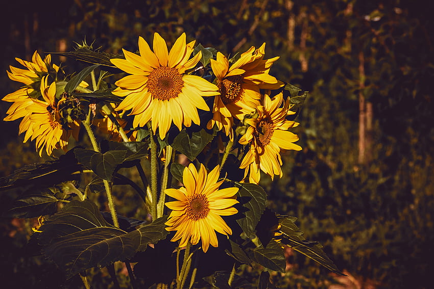 Flowers, Summer, Sunflower HD wallpaper