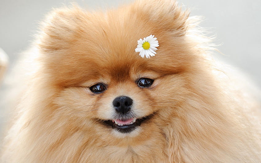 Animals, Flower, Fluffy, Dog, Muzzle, Sweetheart, Nice HD wallpaper