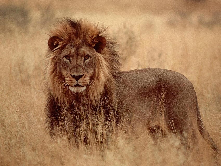 Lion, africa, animal, wildlife, feline HD wallpaper