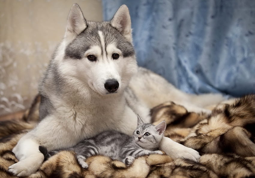 Tiere, Katze, Kätzchen, Kätzchen, hinlegen, liegen, Hund HD-Hintergrundbild