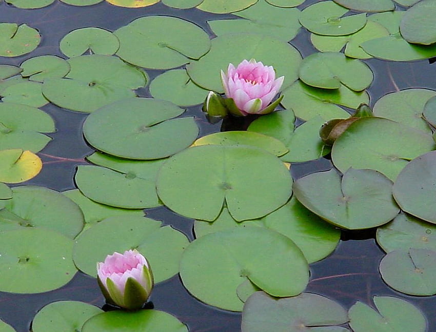 Fish Koi Pond Lily Pads Водни лилии за Mac HD тапет