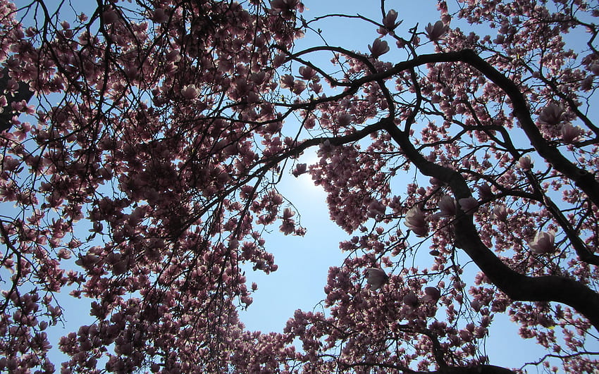 Blossomed magnolia tree - Flower HD wallpaper