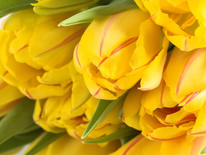 Yellow tulips, tulips, beauty, yellow HD wallpaper