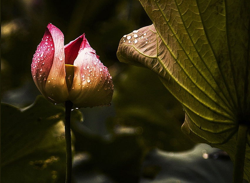 Morgentau auf Blättern, Tau Lotus HD-Hintergrundbild