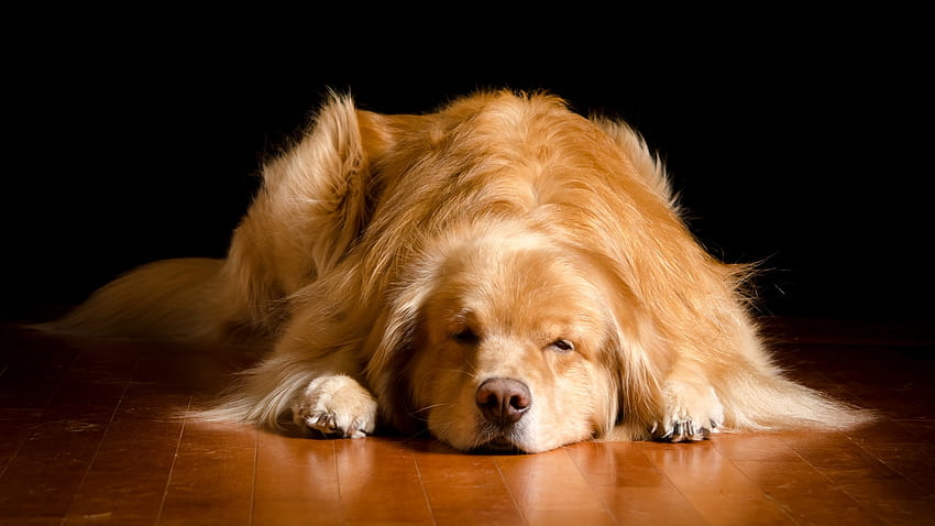 Sleeping, animal, dog, black, golden retriever, caine, sleep HD wallpaper