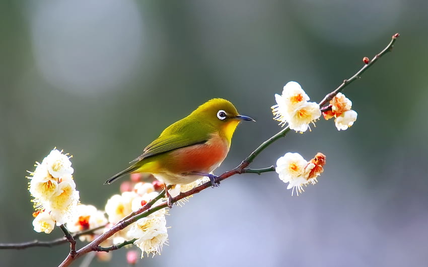 Cute Bird Close Up Macbook Pro Retina , , Background, and, Cute Bird Spring HD wallpaper