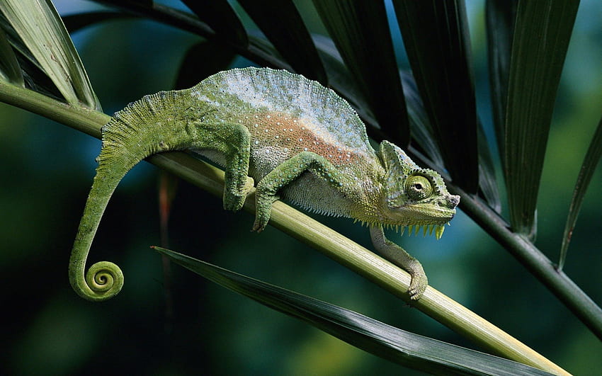 Animals, Chameleons, Lizards HD wallpaper