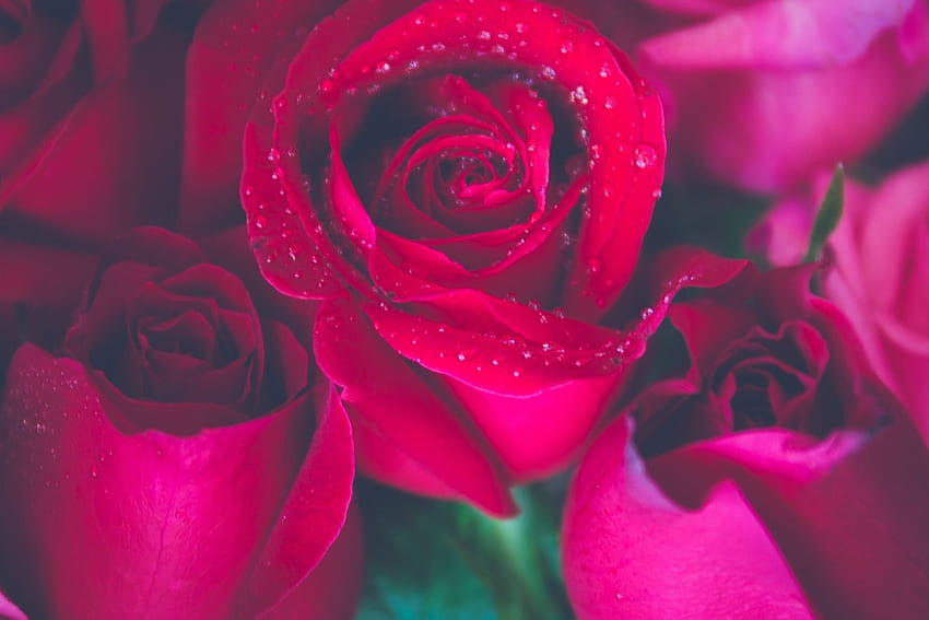 Hermosas rosas rosadas y rojas, flores, naturaleza, día de San Valentín, vacaciones fondo de pantalla