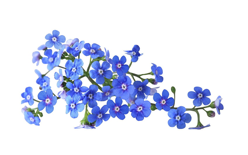 Forget Me Not . Forget Me Not, Blue Aesthetic Flower HD wallpaper