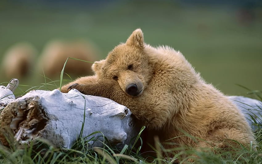 Animals, Grass, To Lie Down, Lie, Bear, Log HD wallpaper