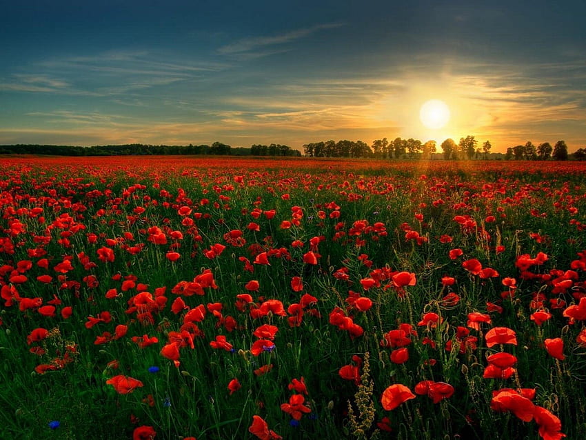 Bidang Bunga Poppy Pemandangan Matahari Ultra Wallpaper HD