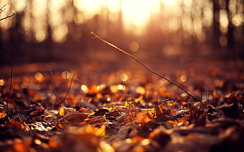 Macro Leaf Autumn . Fall Autumn- Harvest Season HD wallpaper | Pxfuel