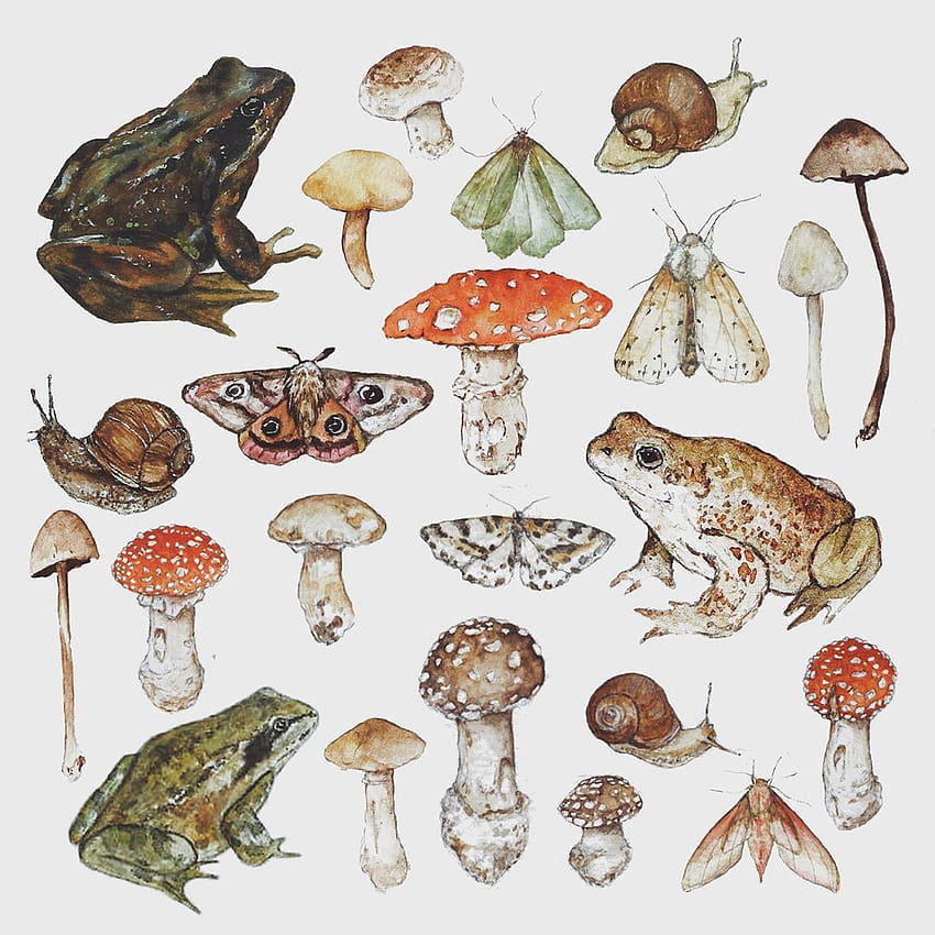 두꺼비, 개구리, 버섯, 달팽이. 개구리 예술, 버섯 예술, 우드랜드 예술, 버섯 개구리 HD 전화 배경 화면