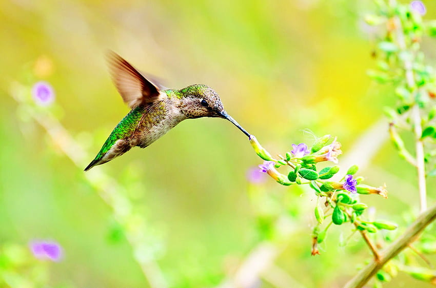 Hummingbird, pink, humming-bird, bird, colibri, flower, green, pasare HD wallpaper