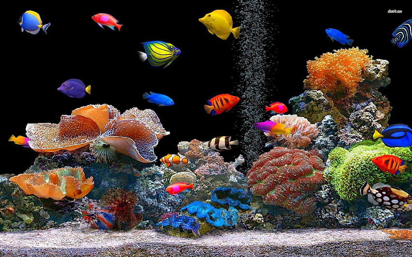 Tropical Fish School Animal 1920 X 1080 Oscar Fish HD wallpaper