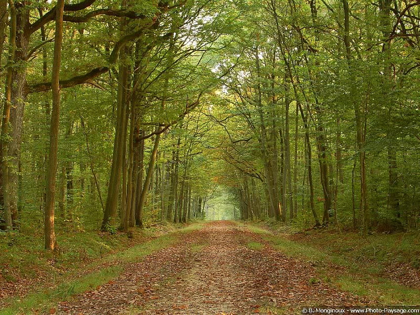 森の中を歩く、木、葉、森、四肢 高画質の壁紙