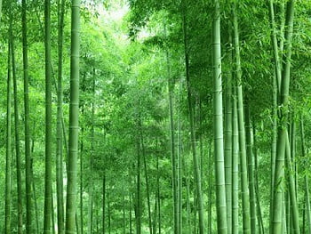 3D Customized Green Bamboo Forest Photo Wall Mural Wallpaper for Wall –  beddingandbeyond.club
