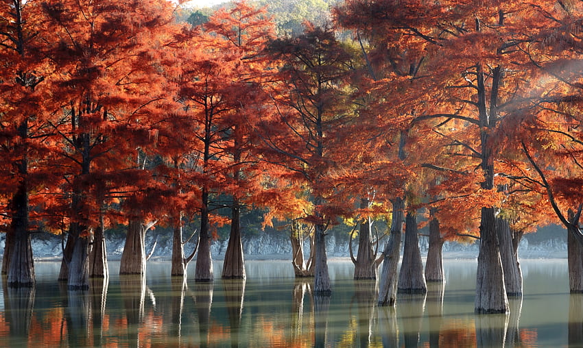ฤดูใบไม้ร่วงในทะเลสาบที่มีหนองน้ำไซเปรสพร้อมสะท้อน ฤดูใบไม้ร่วง ไซเปรส ธรรมชาติ ต้นไม้ วอลล์เปเปอร์ HD