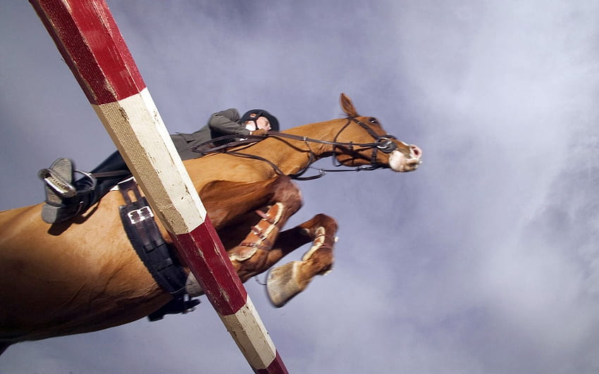 horse, obstacle, rider, equestrian sport - HD wallpaper