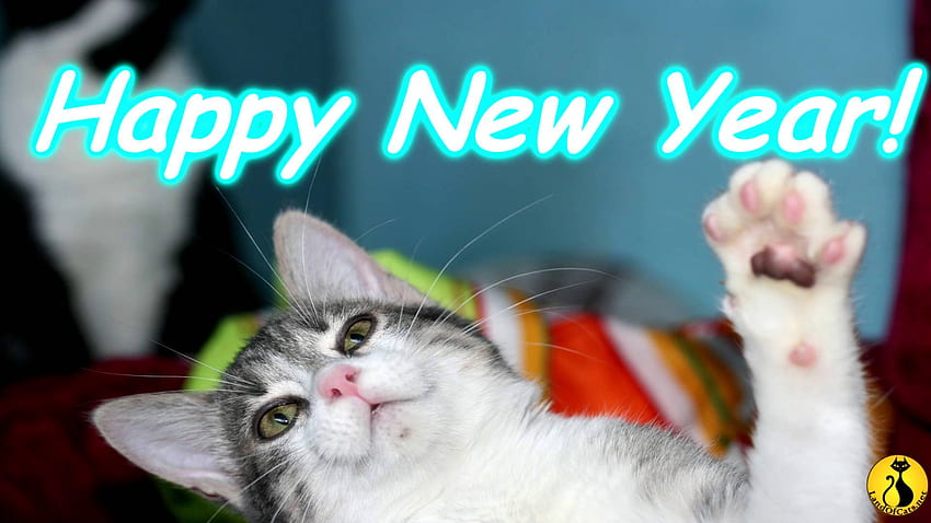 Keep your cats safe during New Year's Eve! HD wallpaper