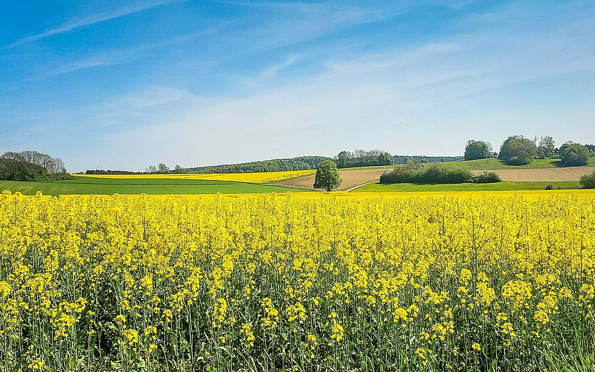 Rapeseed Fields, fields, spring, rapeseed, yellow HD wallpaper
