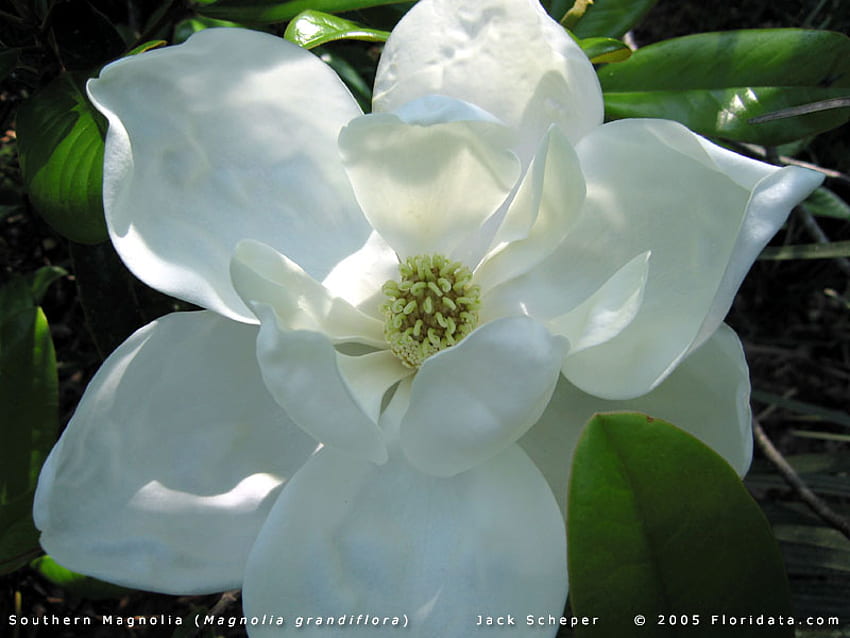 Magnolia grandiflora f1800b. jpg, kwiat magnolii, kwitnąca wiosna Tapeta HD