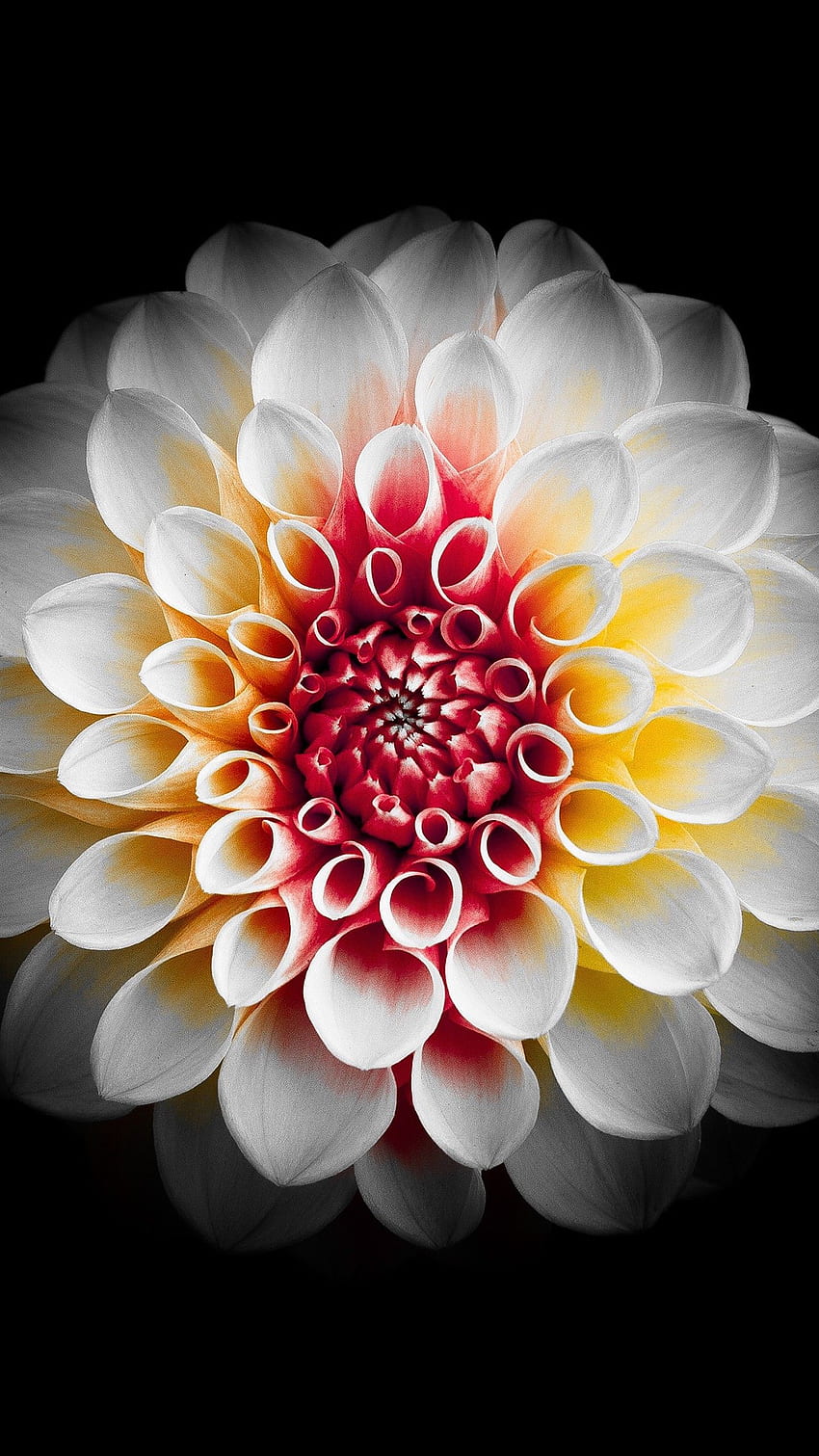 Dahlia Flower - Melhor Flor Papel de parede de celular HD