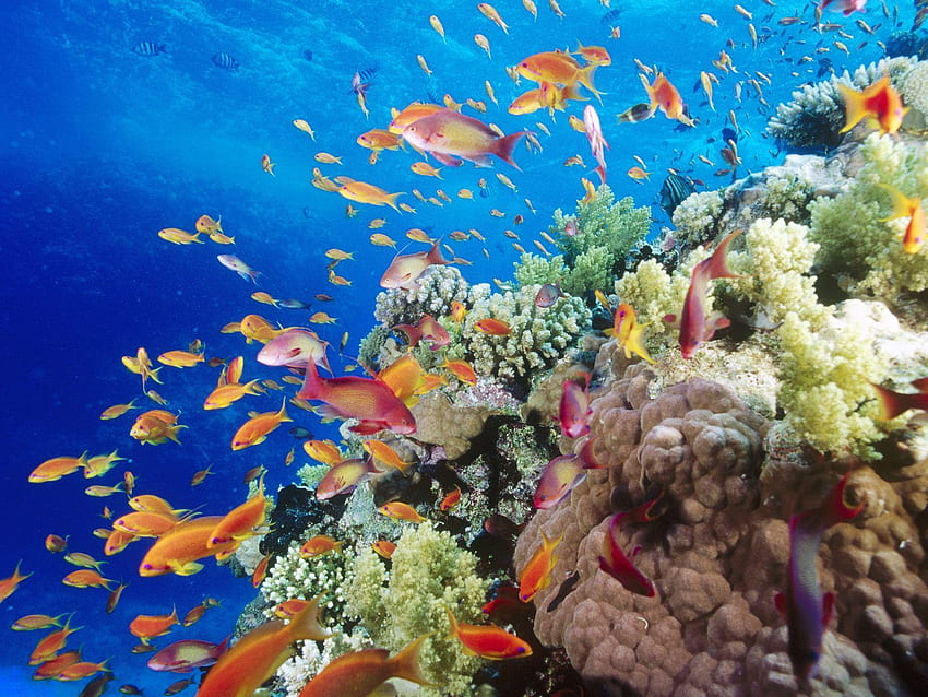 Kolorowa rafa koralowa Tapeta HD