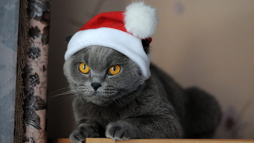 Dark Grey Cat With Yellow Eyes Is Wearing Santa Claus Cap On Head Sitting On Wood Table Cat HD wallpaper