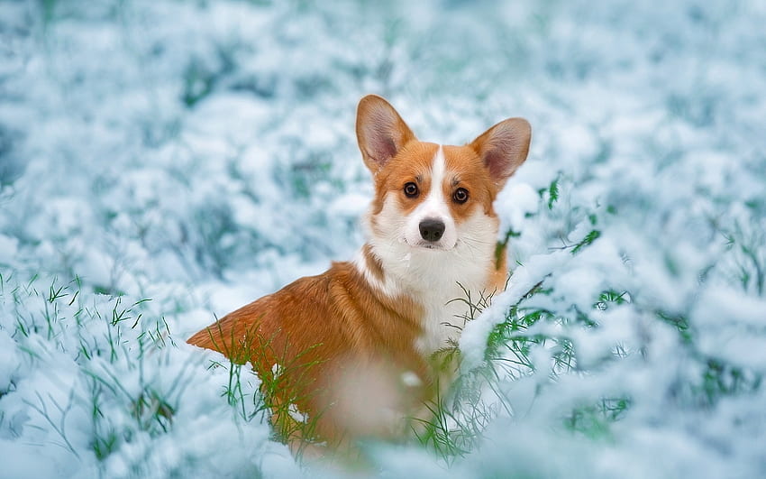 Pembroke Welsh Corgi, invierno, perro, Corgi, nieve fondo de pantalla