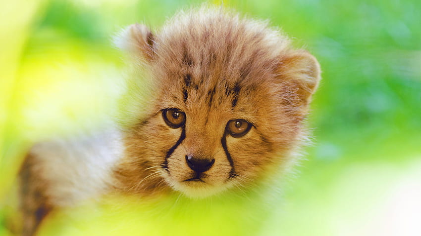 Cheetah Cute Cub , Animals, , , Background, Cheetah Ultra HD wallpaper