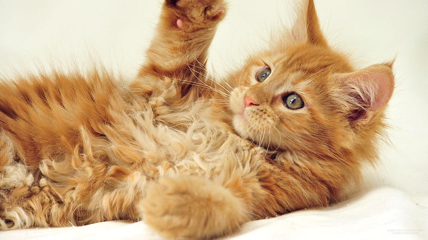 Cats Great And Small, Orange Maine Coon HD wallpaper