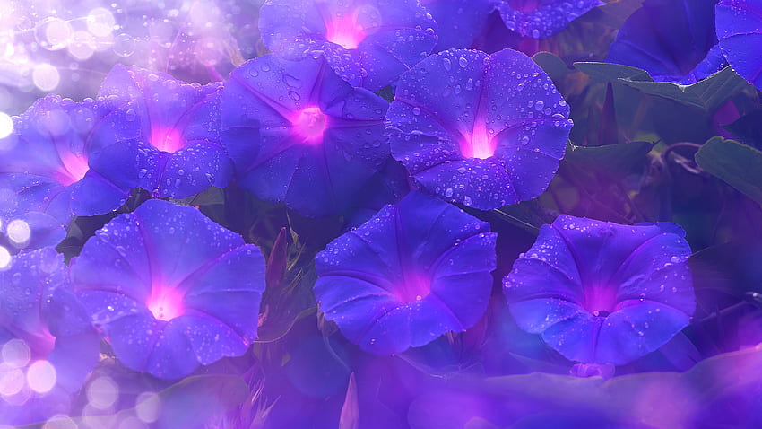 Purple flowers, bright, glow, art HD wallpaper