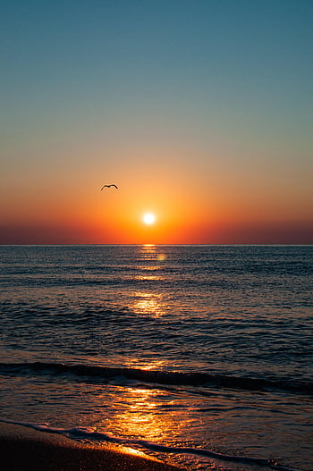 Sunset and gull HD wallpapers | Pxfuel