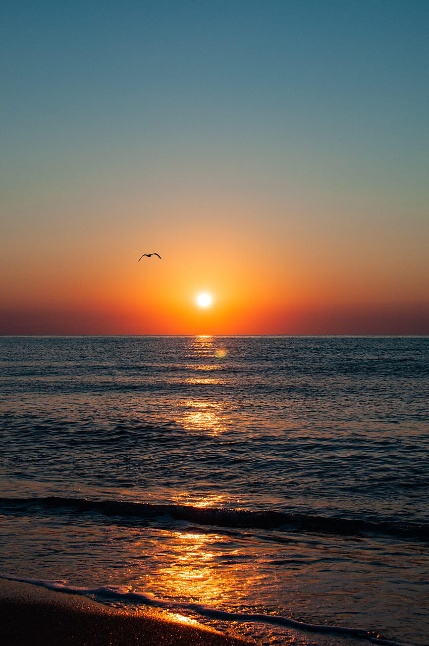 Nature, Sunset, Sea, Horizon, Coast, Glare, Gull, Seagull HD phone wallpaper