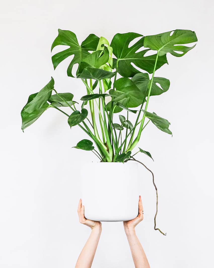 Indoor Plant [], House Plant HD phone wallpaper