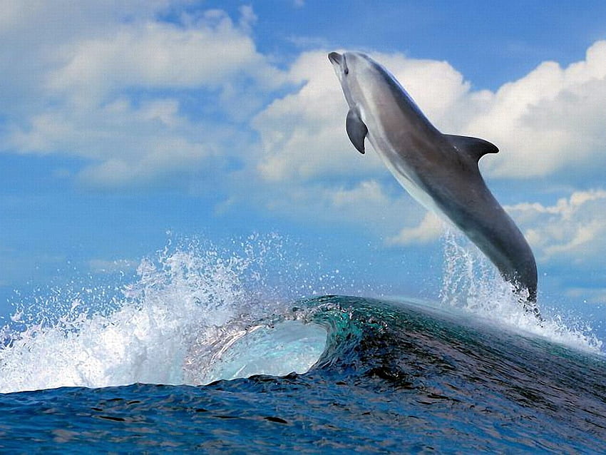 Delfino volante, volante, bellissimo, delfino Sfondo HD