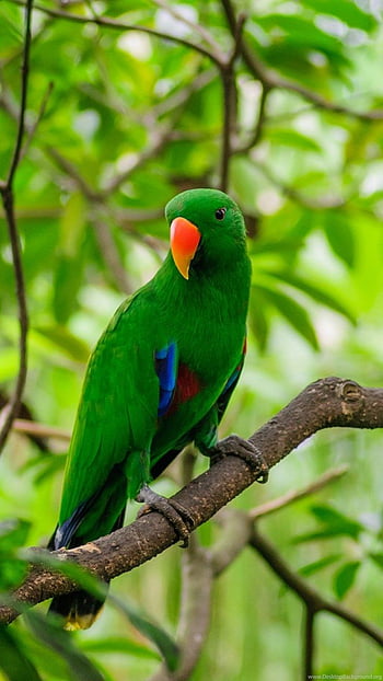 Red and green parrot HD wallpapers | Pxfuel