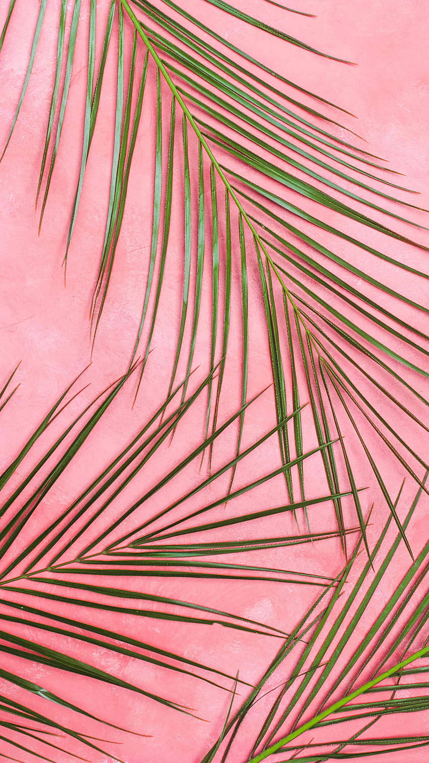 Розова стена, палма, листа, тропически, фон, пастел, лято, зелено • За вас за и мобилни устройства HD тапет за телефон