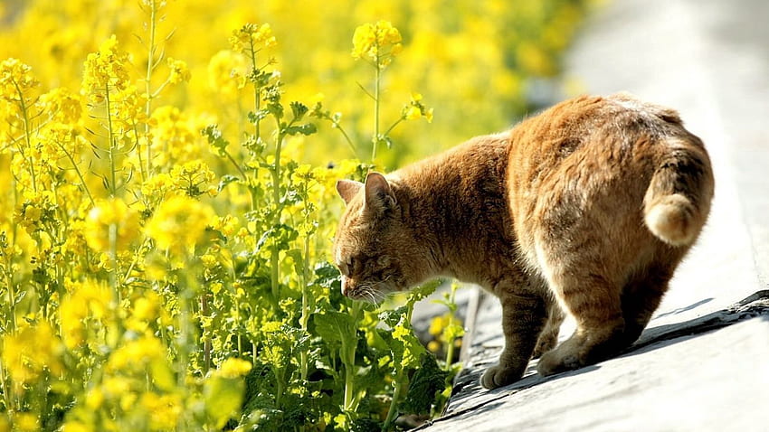 cat, summer, grass, sniff tablet HD wallpaper